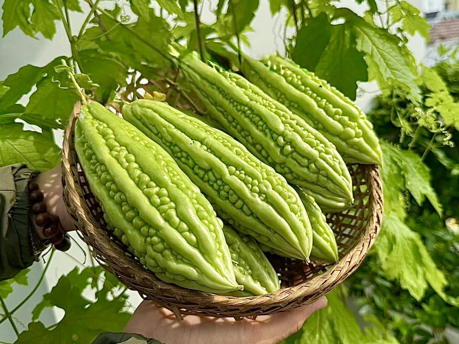 Generic Bitter Melon Seeds in patio garden pots enable easy balcony growing