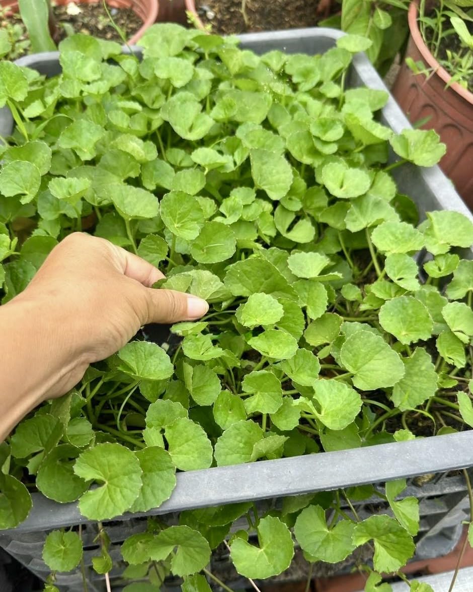 Harvest-ready Centella leaves ideal for teas and salads
