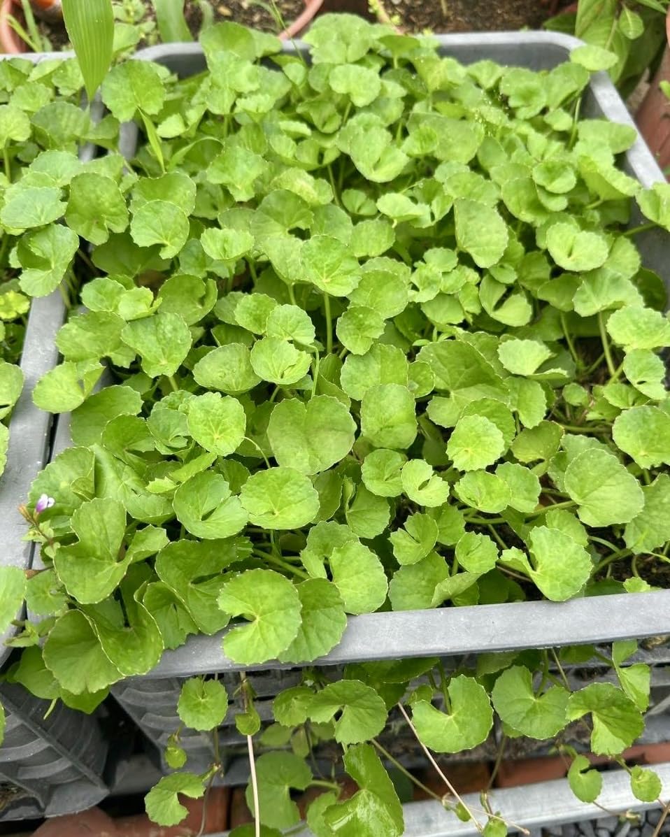 Centella thriving in a container garden, perfect for small spaces