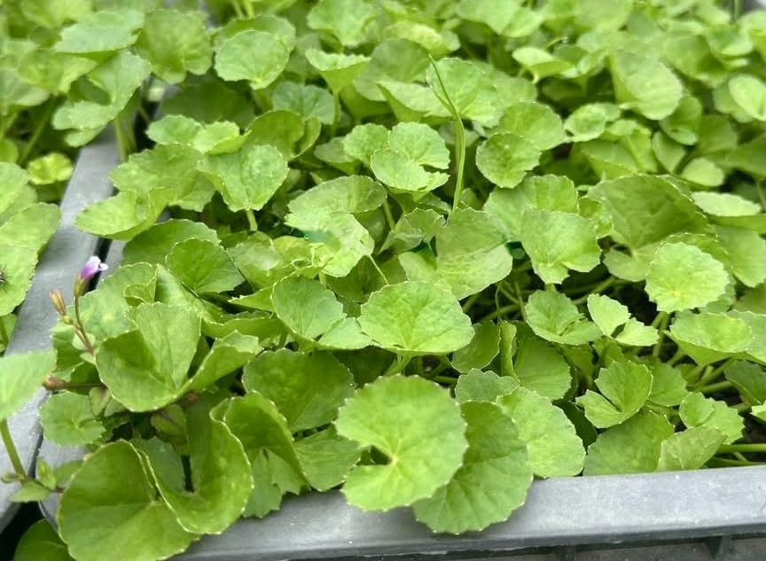 Generic Centella seeds pack ready for easy home gardening