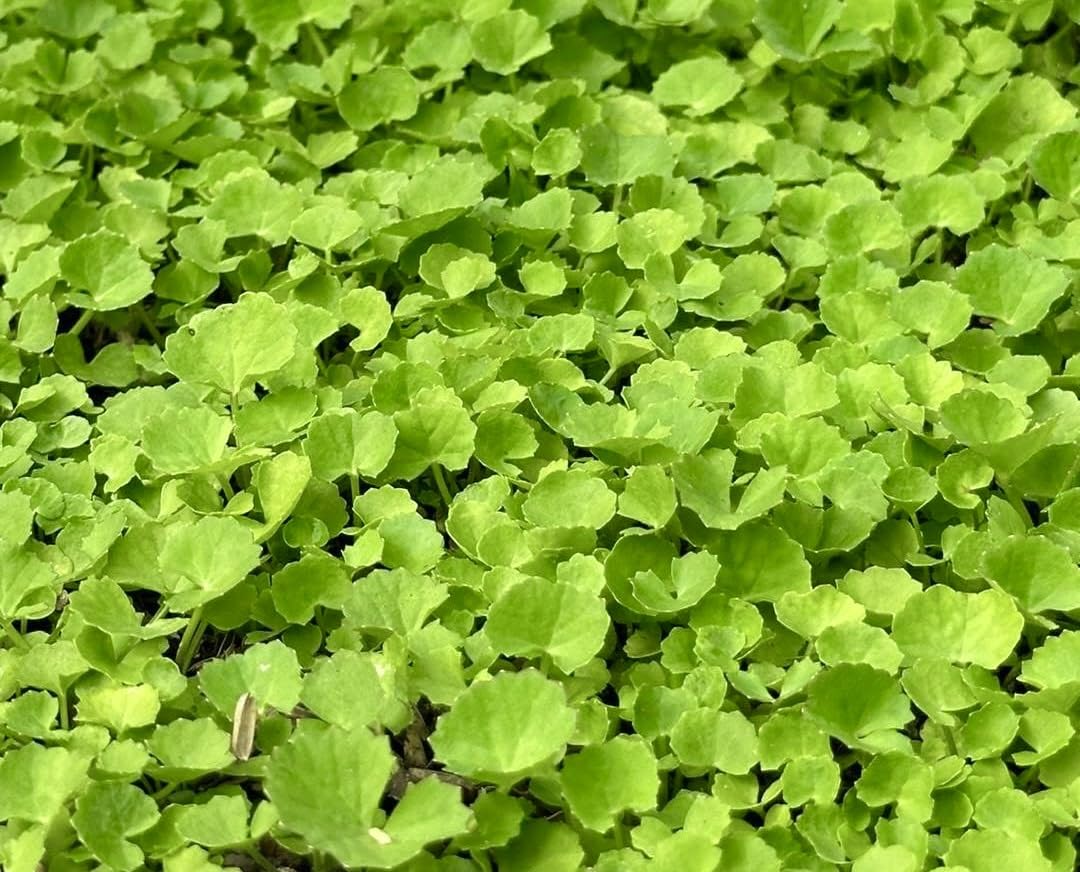 Sun-lit Centella plants thriving in a warm garden bed for fresh herbs