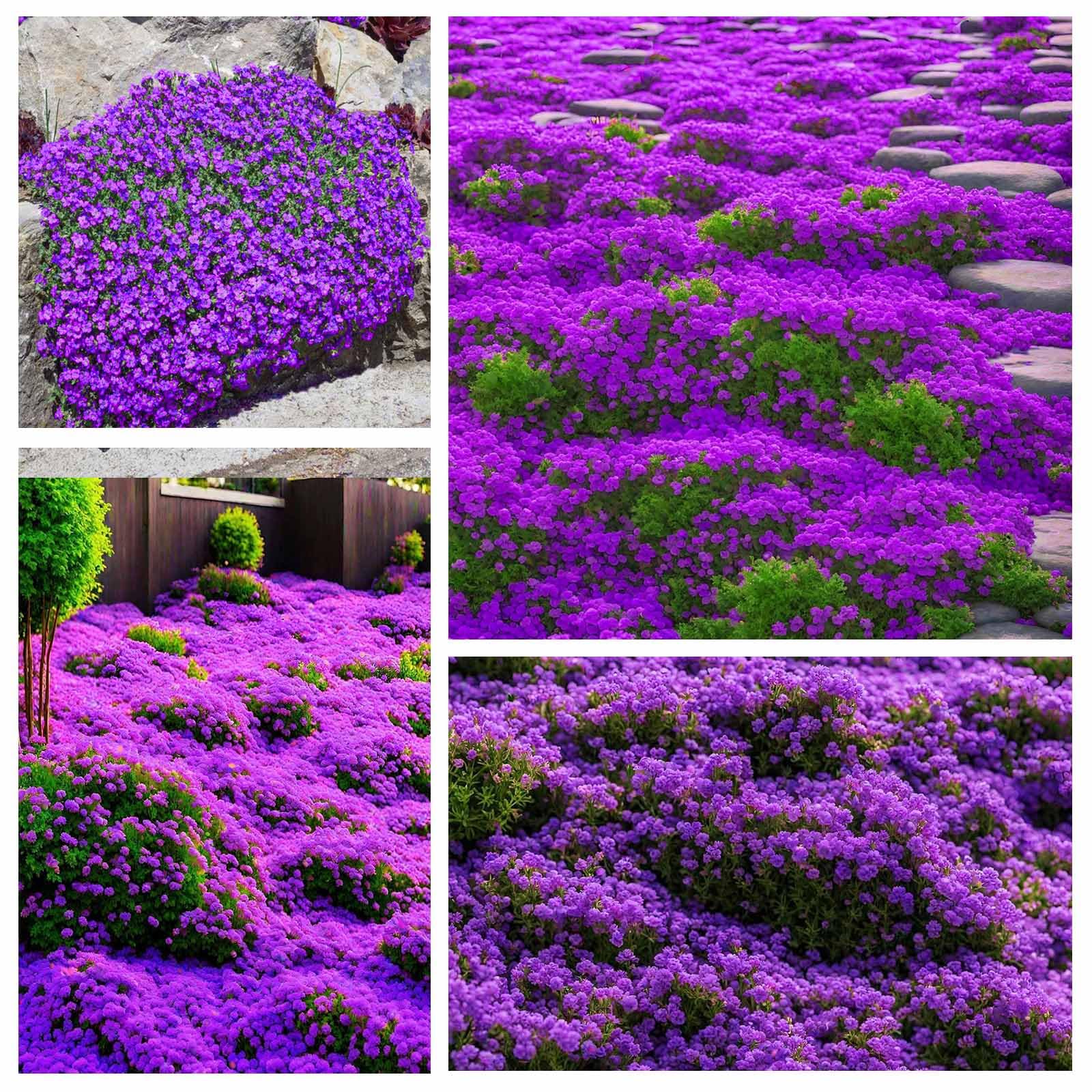Generic Creeping Thyme flowers form a low-growing ground cover for rock gardens