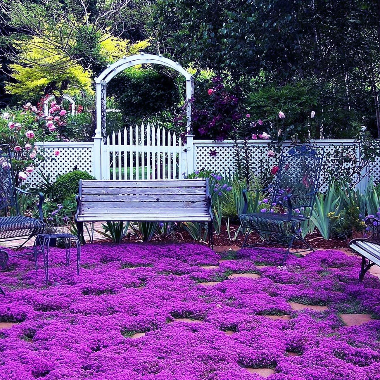 Generic Creeping Thyme seeds sown in sandy soil establish a robust border