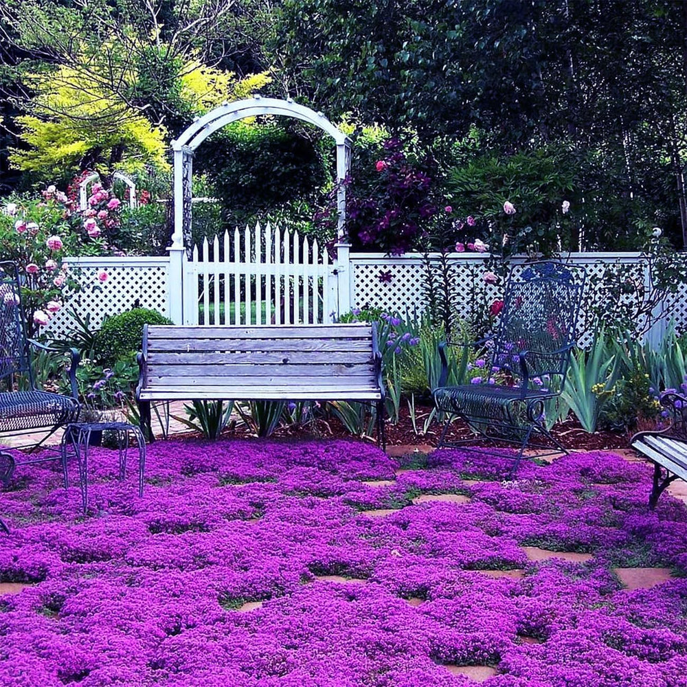 Generic Creeping Thyme seeds sown in sandy soil establish a robust border