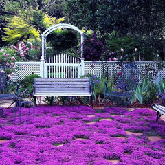 Generic Creeping Thyme seeds sown in sandy soil establish a robust border