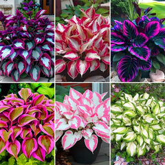 Generic hosta seeds tolerate drought and thrive in low-water landscapes.