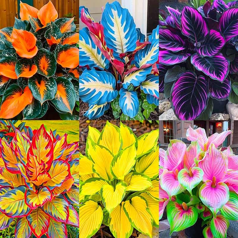 Generic hosta seeds with mixed colors, ideal for shade gardens and containers.
