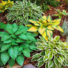 Generic hosta blooms attract butterflies and hummingbirds in summer.