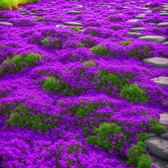 Generic Thyme thrives in full sun ideal for drought-tolerant landscapes