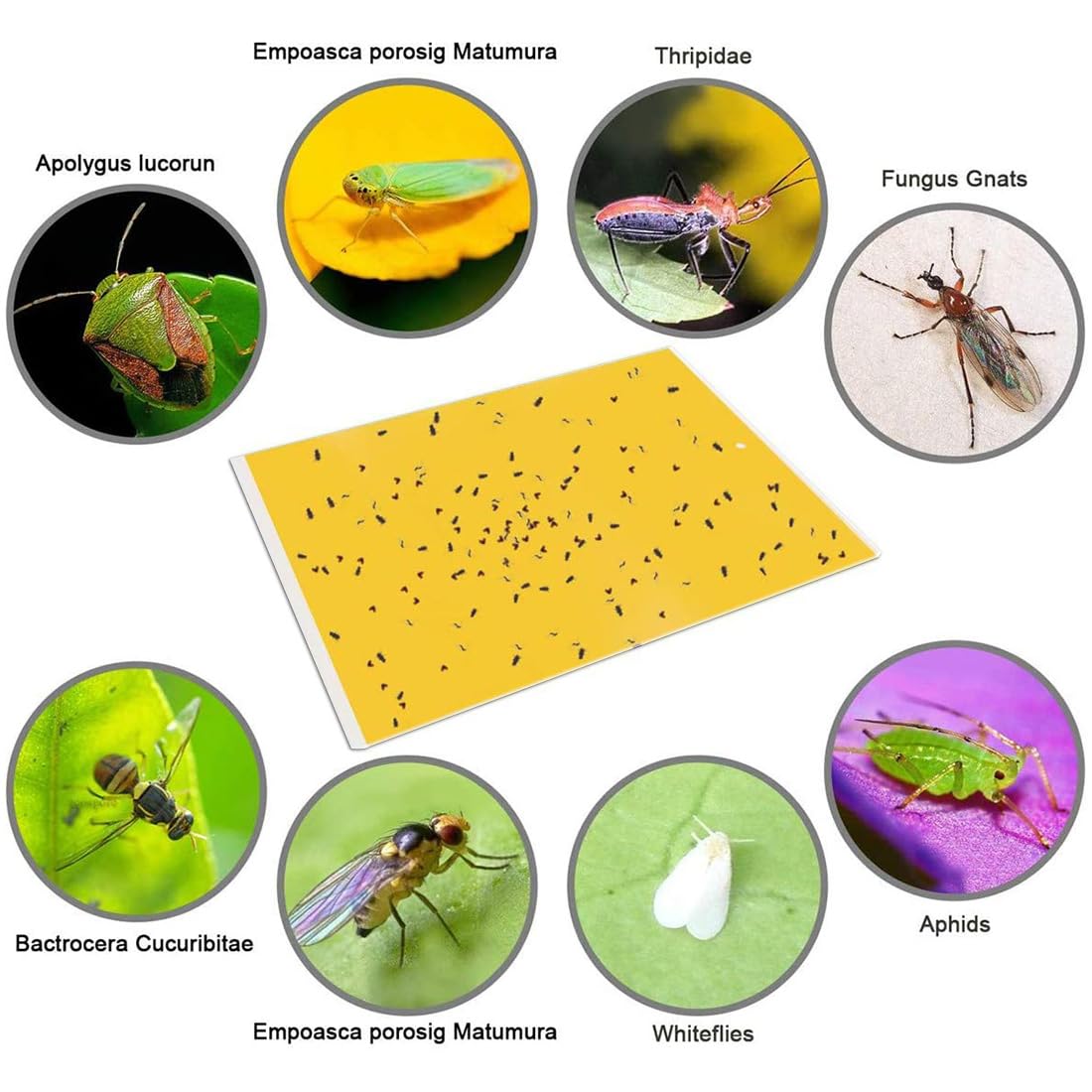 Gideal fungus gnats captured by yellow trap near leafy plants.