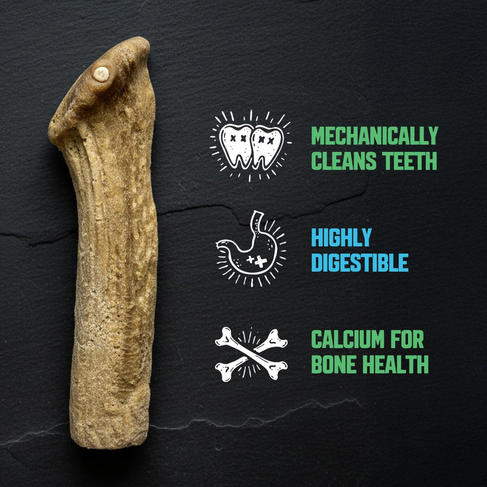 Gnarly Bites: sans éclats, protection dentaire pendant la mastication.