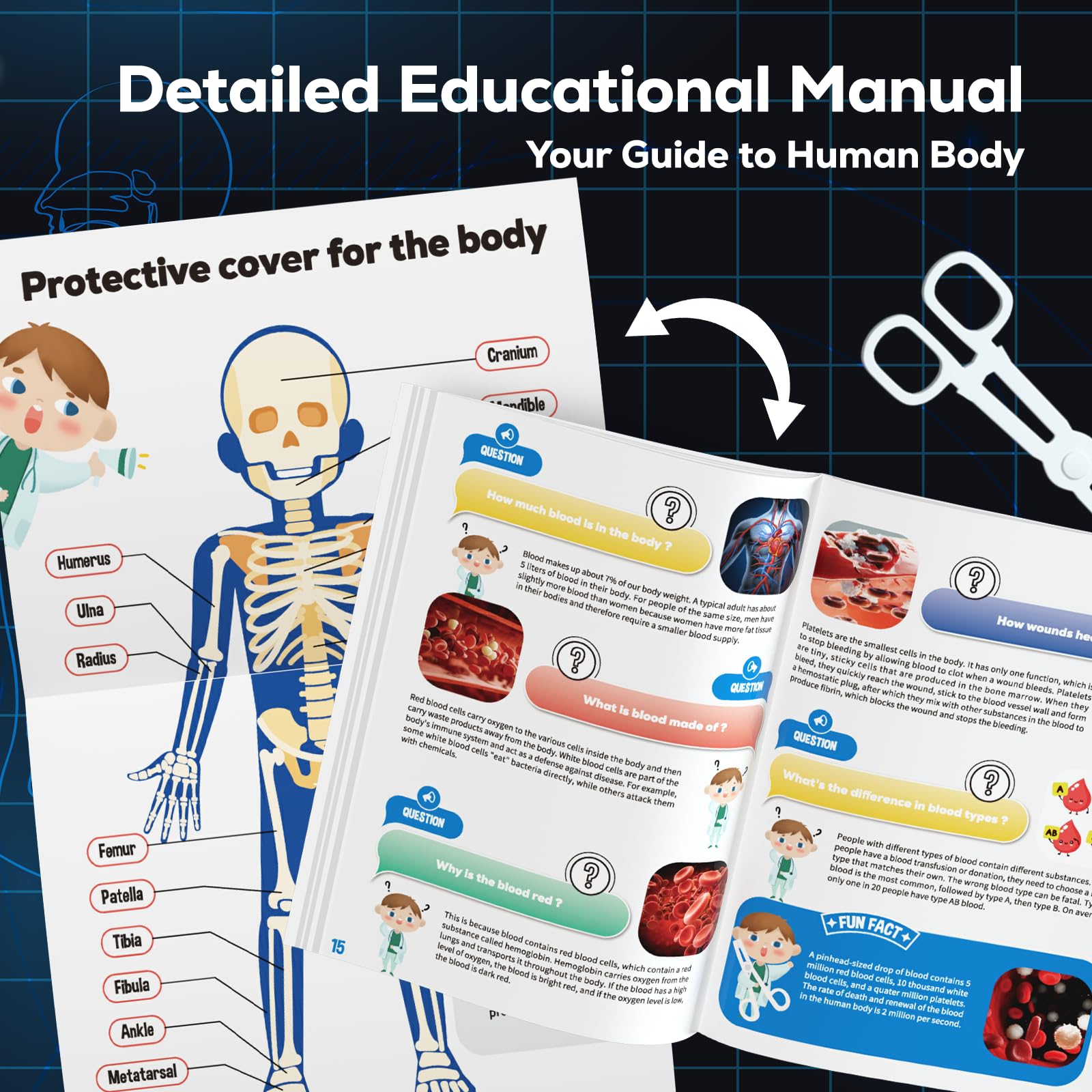 GobiDex 40 piece anatomy kit offering bones muscles and organs
