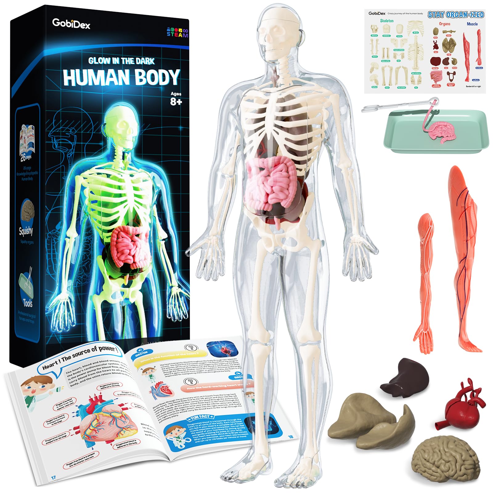 GobiDex skeleton model ready to assemble for hands on anatomy exploration