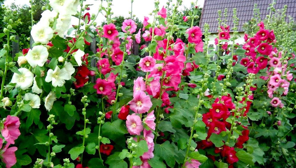 Graffiti GRDN hollyhock mix garden impact with tall blossoms