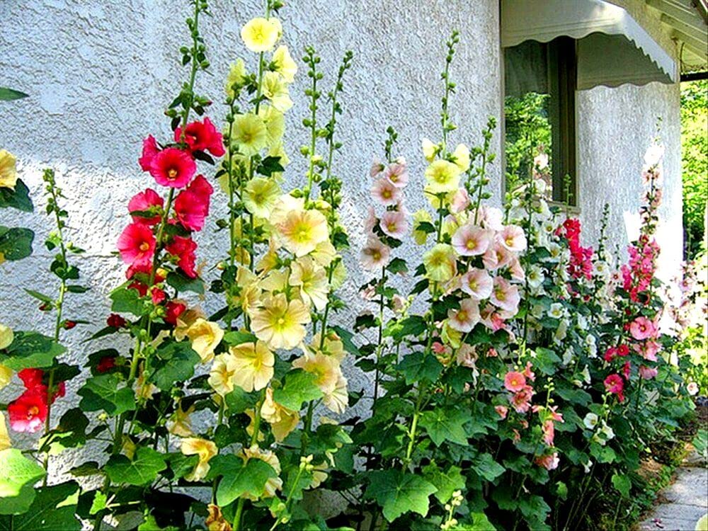 Graffiti GRDN hollyhock mix seed packet view for planning