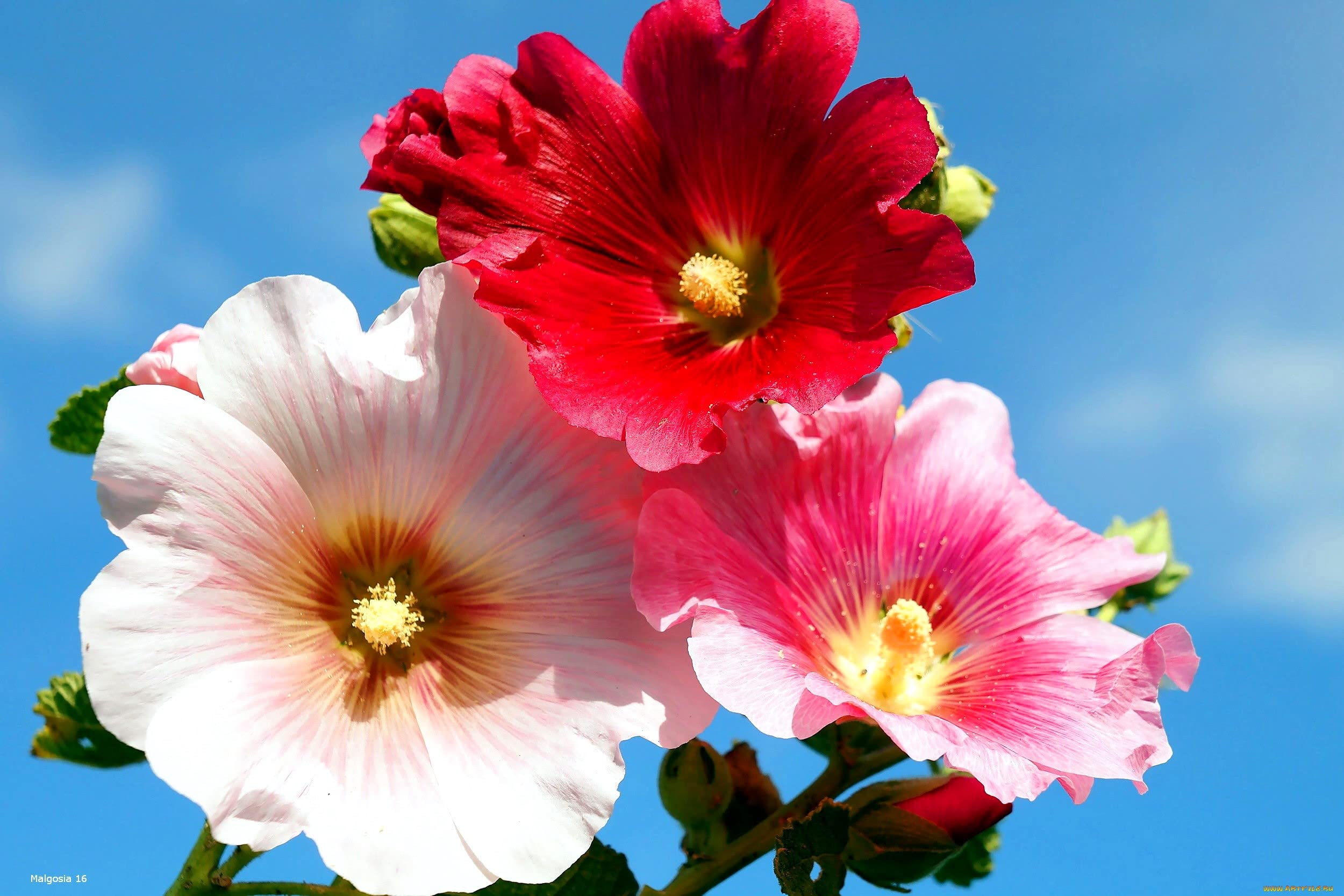 Graffiti GRDN hollyhock mix thrives in sun-rich garden corners