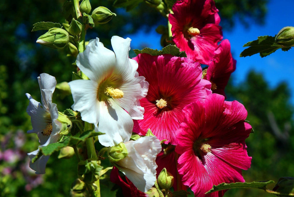 Graffiti GRDN hollyhock mix tall stems add vertical interest in cottage gardens