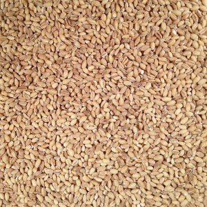 Grain Place Foods hulled barley in pot, absorbing flavors