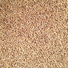 Grain Place Foods hulled barley in pot, absorbing flavors