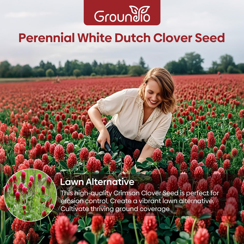 Groundio annual red clover seeds 2 lb bag ready for lawn alternatives.
