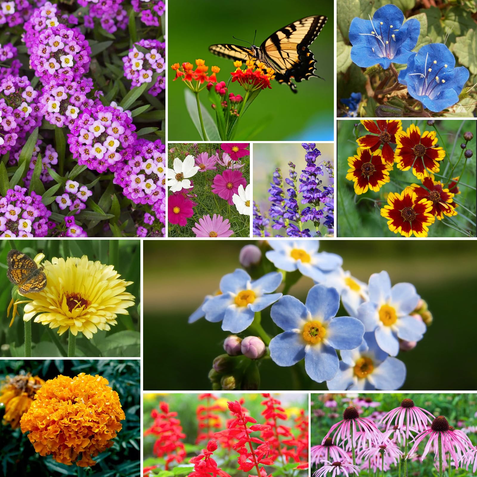 Groundio wildflower seeds make a thoughtful gift for gardeners.