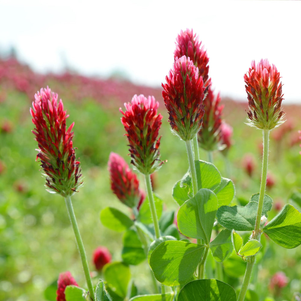 Groundio covers up to 1,000 sq ft with vibrant red groundcover.