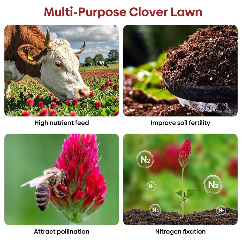 Groundio clover tolerates drought and partial shade across varied climates.