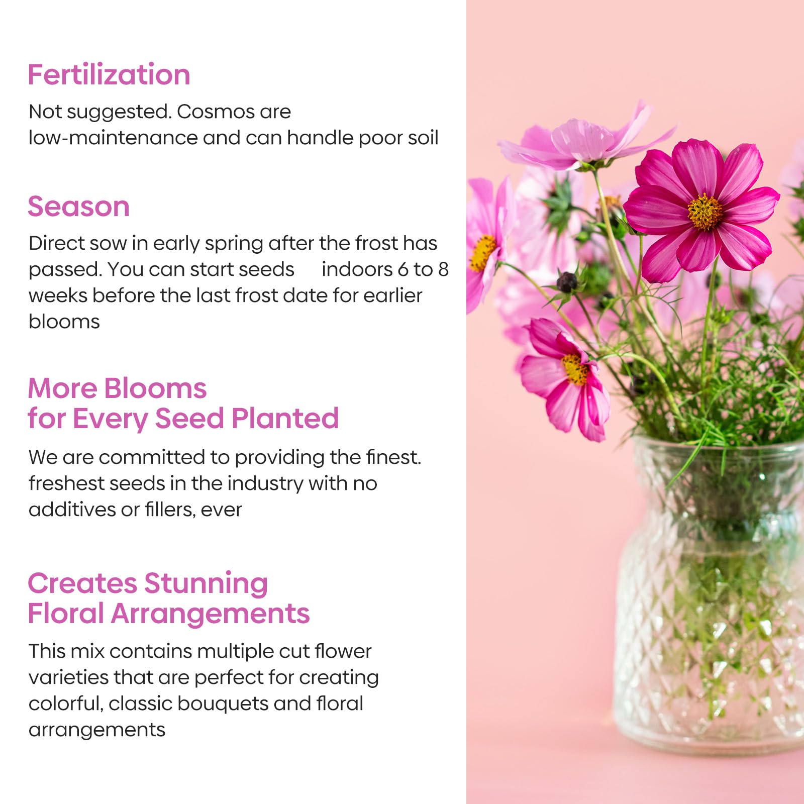 Groundio Cosmos Pinkie mix offers soft pink blooms for bouquets
