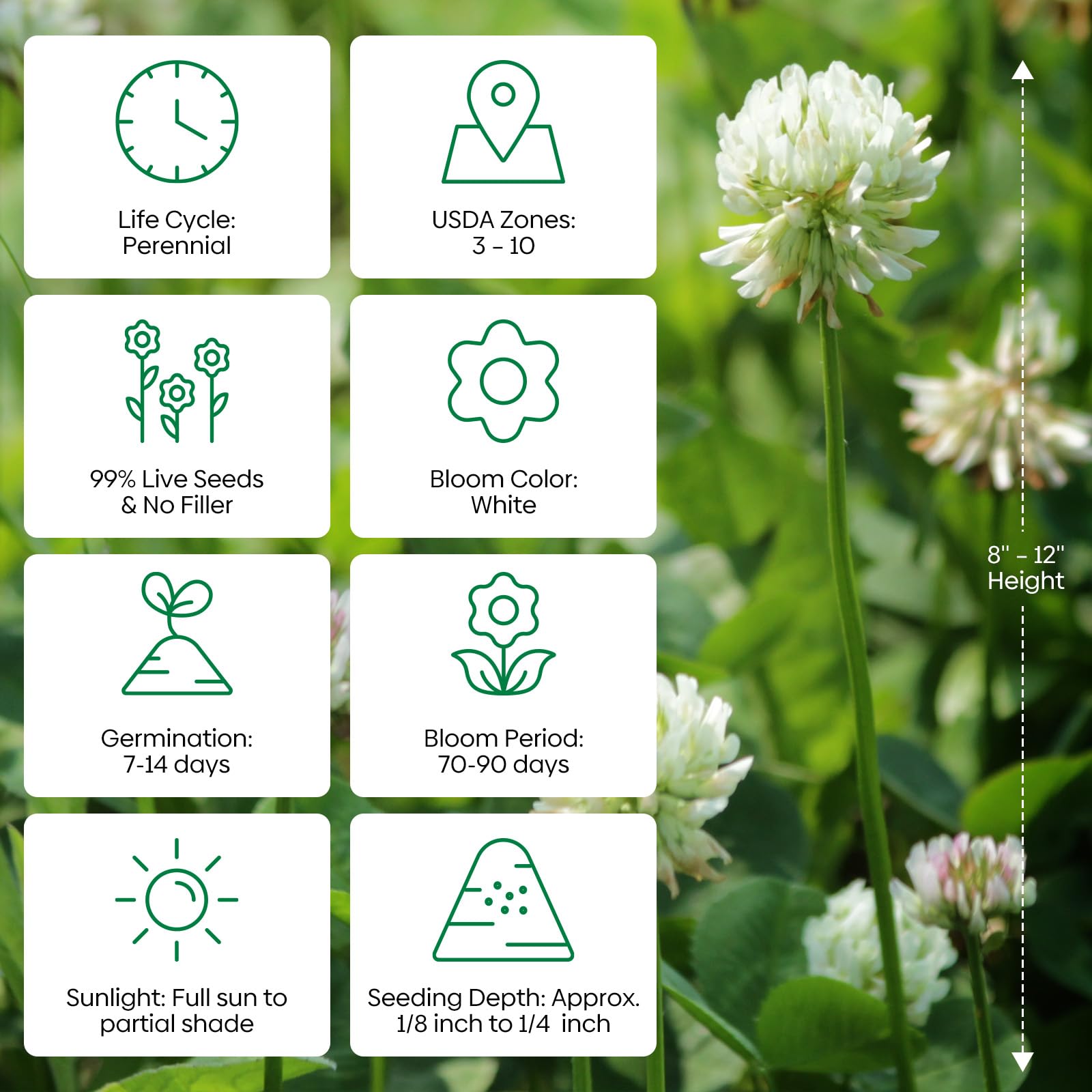 Groundio drought-tolerant clover thrives in sun to semi-shade with low maintenance.