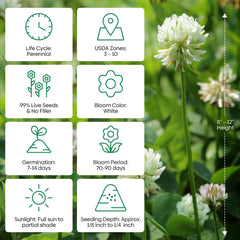 Groundio drought-tolerant clover thrives in sun to semi-shade with low maintenance.