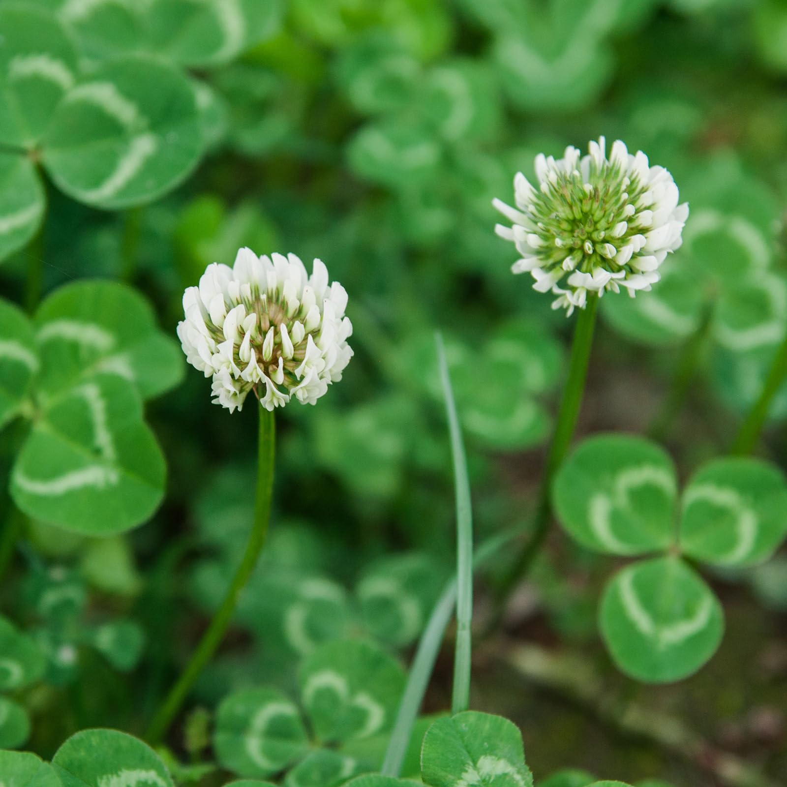 Groundio ground-cover between pavers offers a natural, weed-suppressing option.