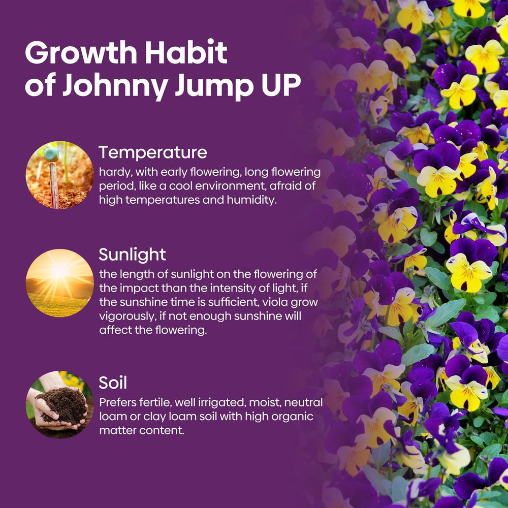 Groundio Johnny Jump Up stays compact at 6-12 inches tall