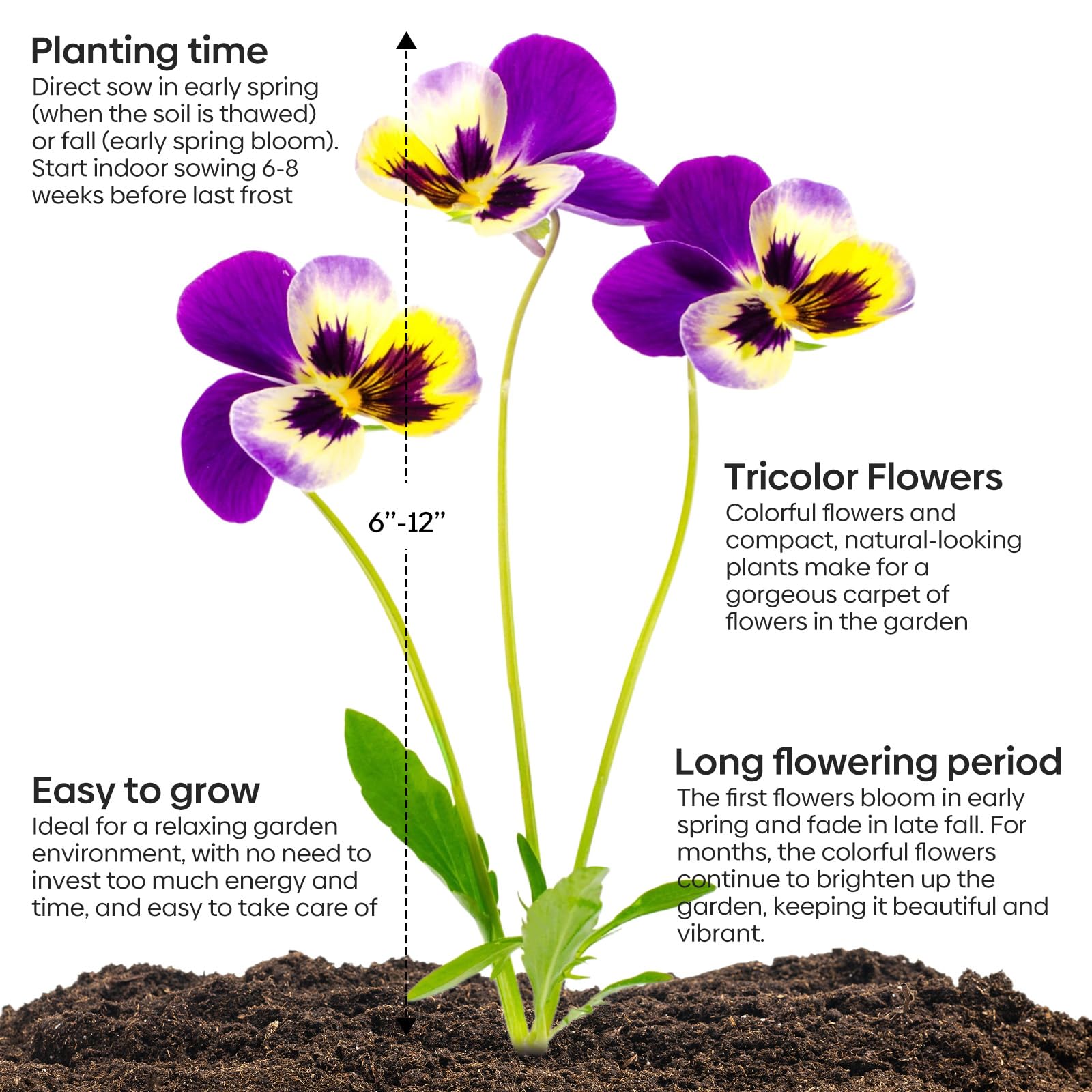 Groundio Johnny Jump Up edible flowers adding color to salads