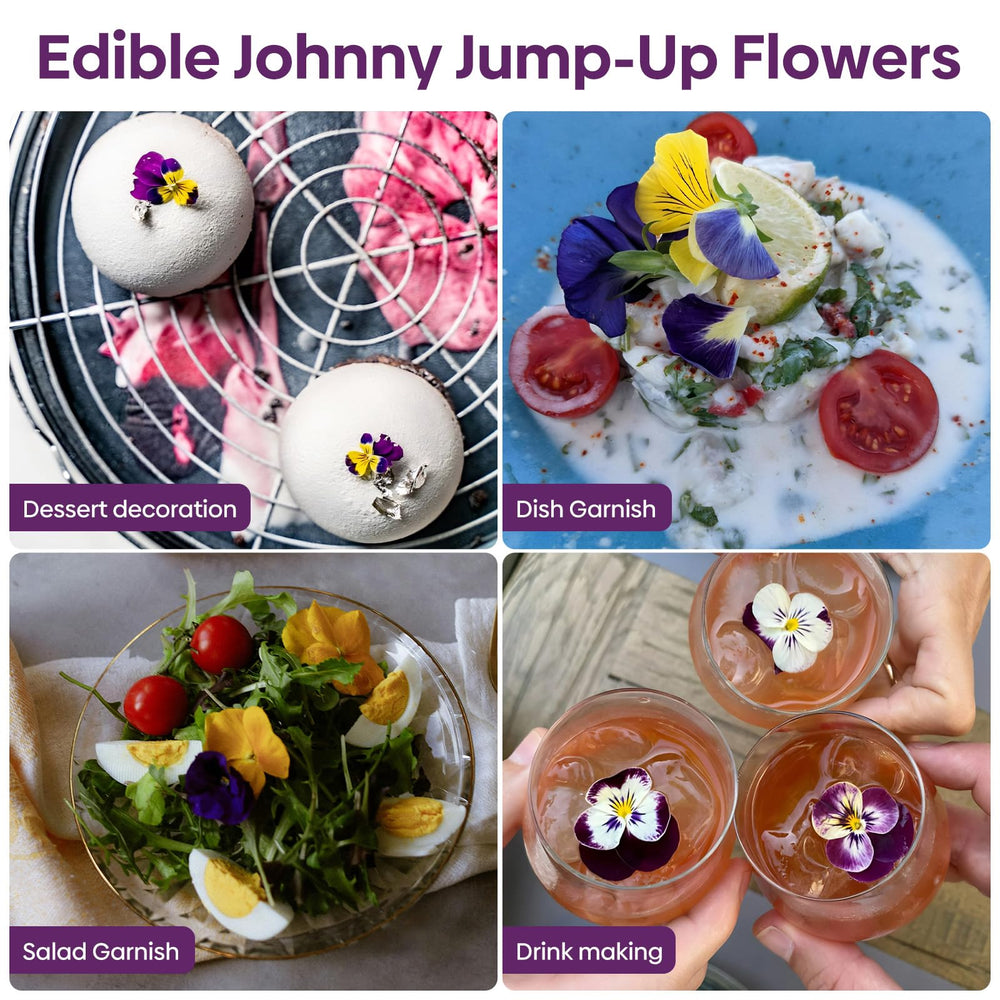 Groundio Johnny Jump Up suited for USDA zones 6-10