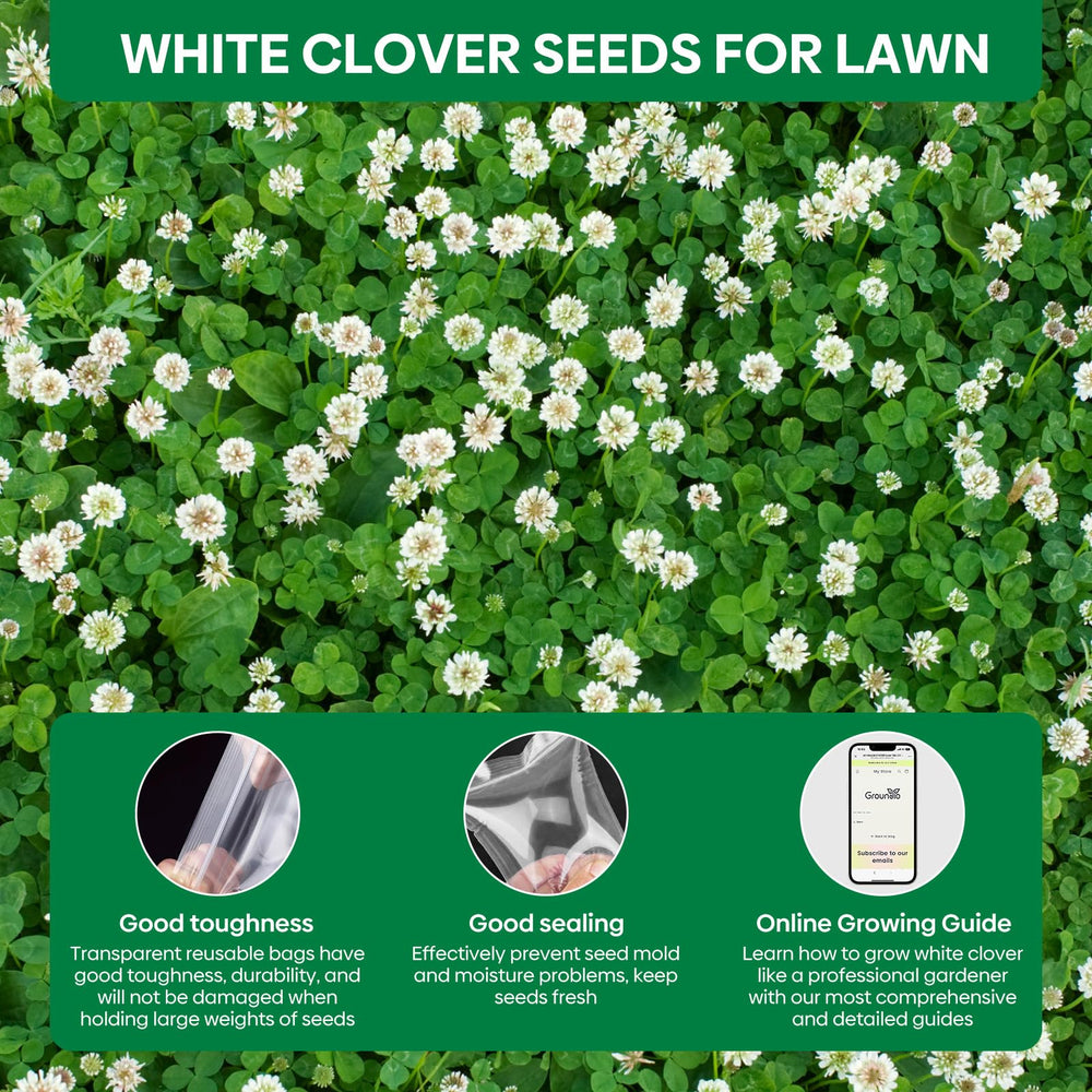 Groundio lawn-alternative clover provides a green, year-round ground cover.