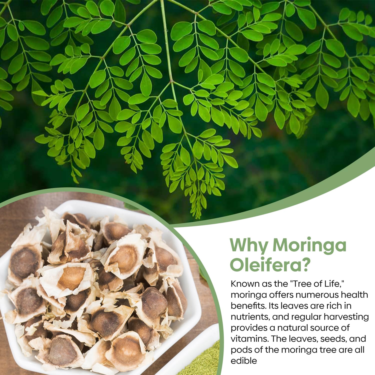 Groundio Moringa seeds packaging shown, ready for planting.