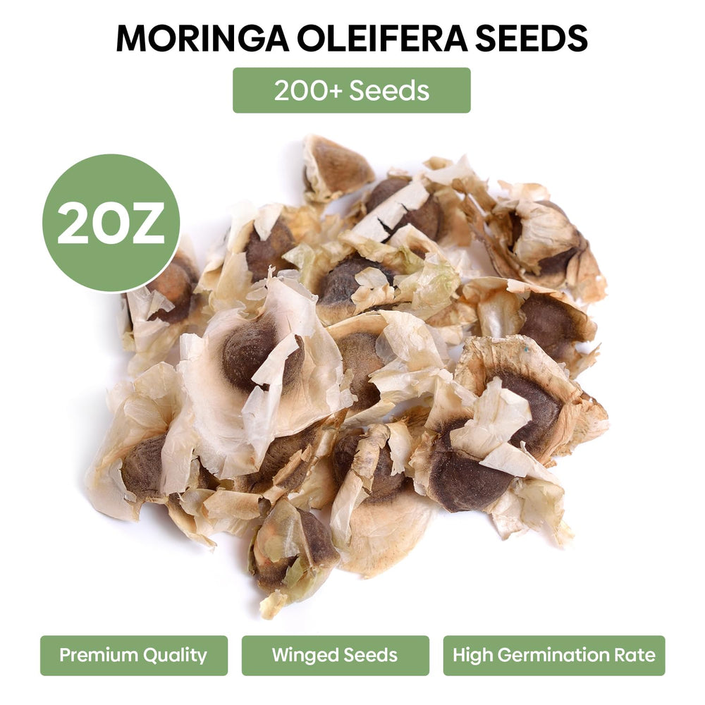 Groundio Moringa seeds soaked and prepped for faster germination in warm soil.