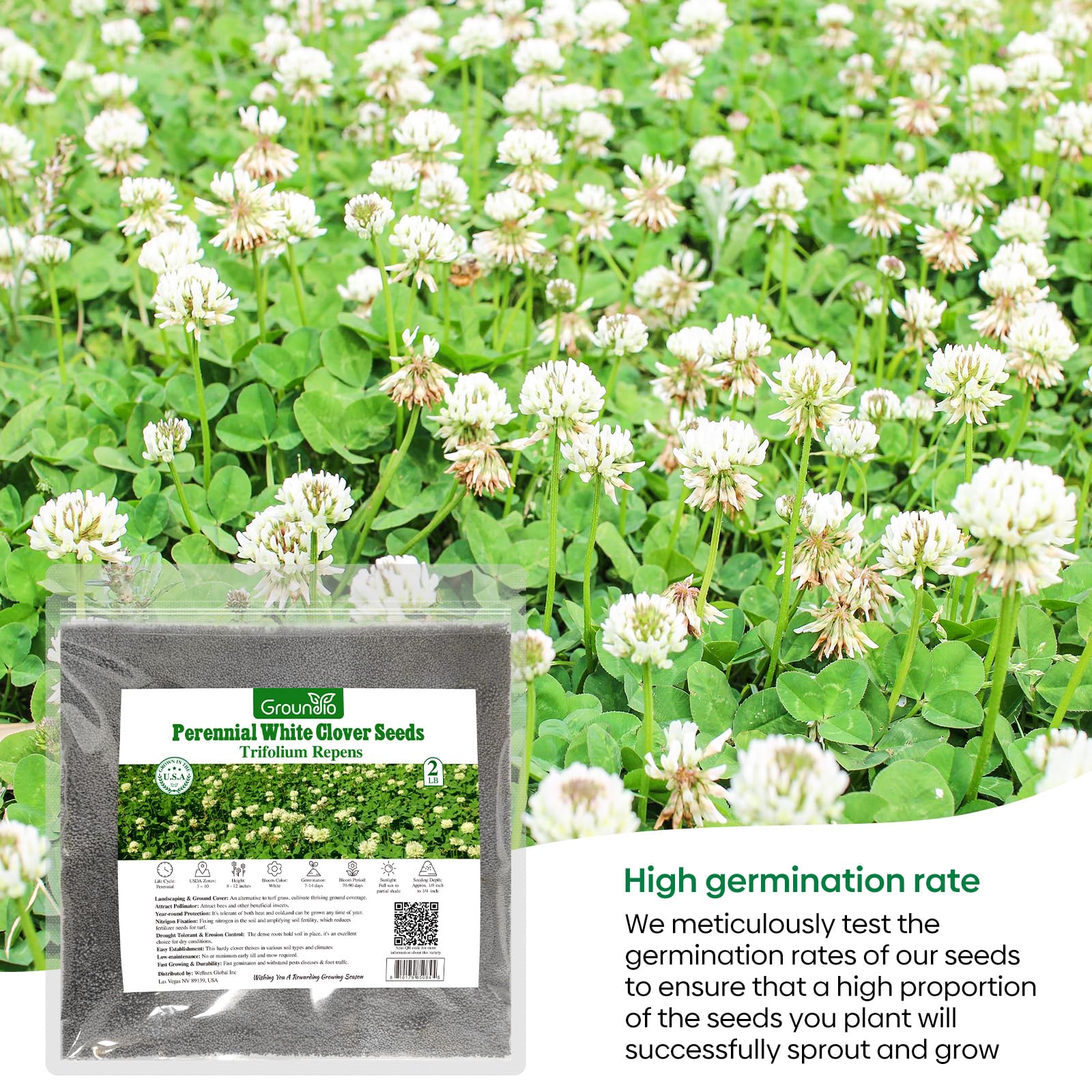 Groundio pollinator-attracting clover supports bees and butterflies in your garden.