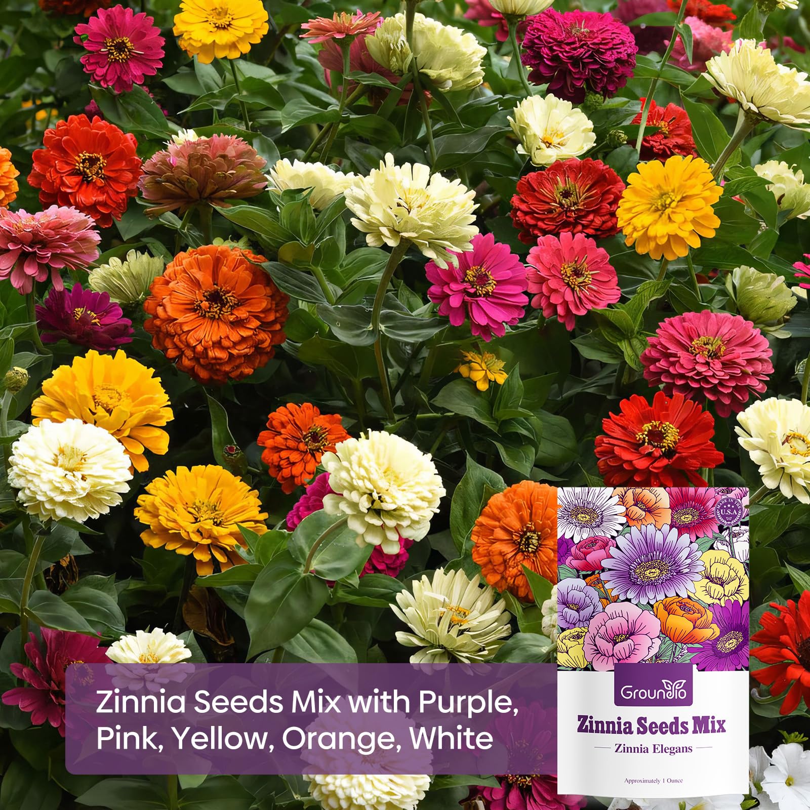 Groundio Zinnia seeds mix purple blooms provide garden drama and color.