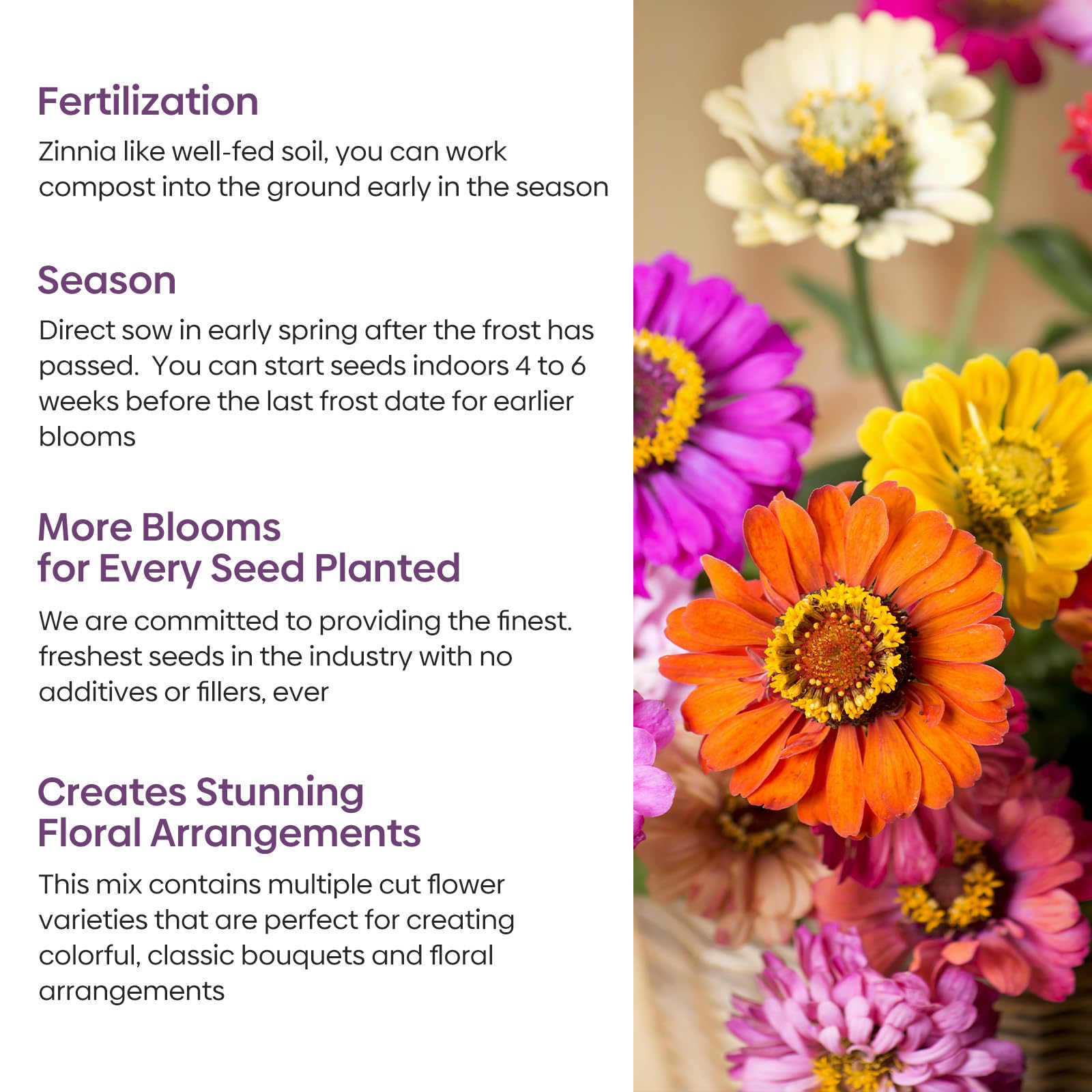 Groundio Zinnia seeds mix yellow blooms attract pollinators in sunny borders.
