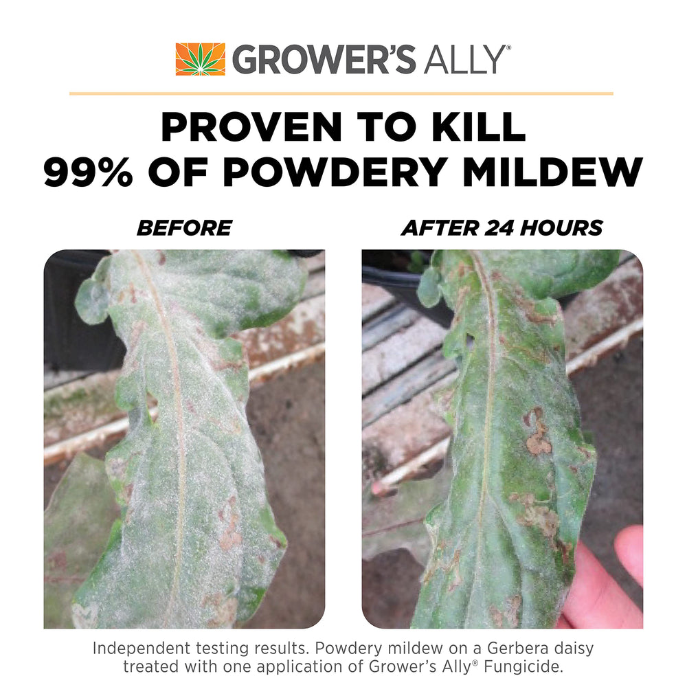 Grower's Ally spray applied to indoor plants for mildew prevention.