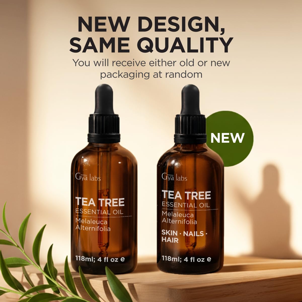 Gya Labs Tea Tree Oil herbaceous aroma with cooling after-effect in room