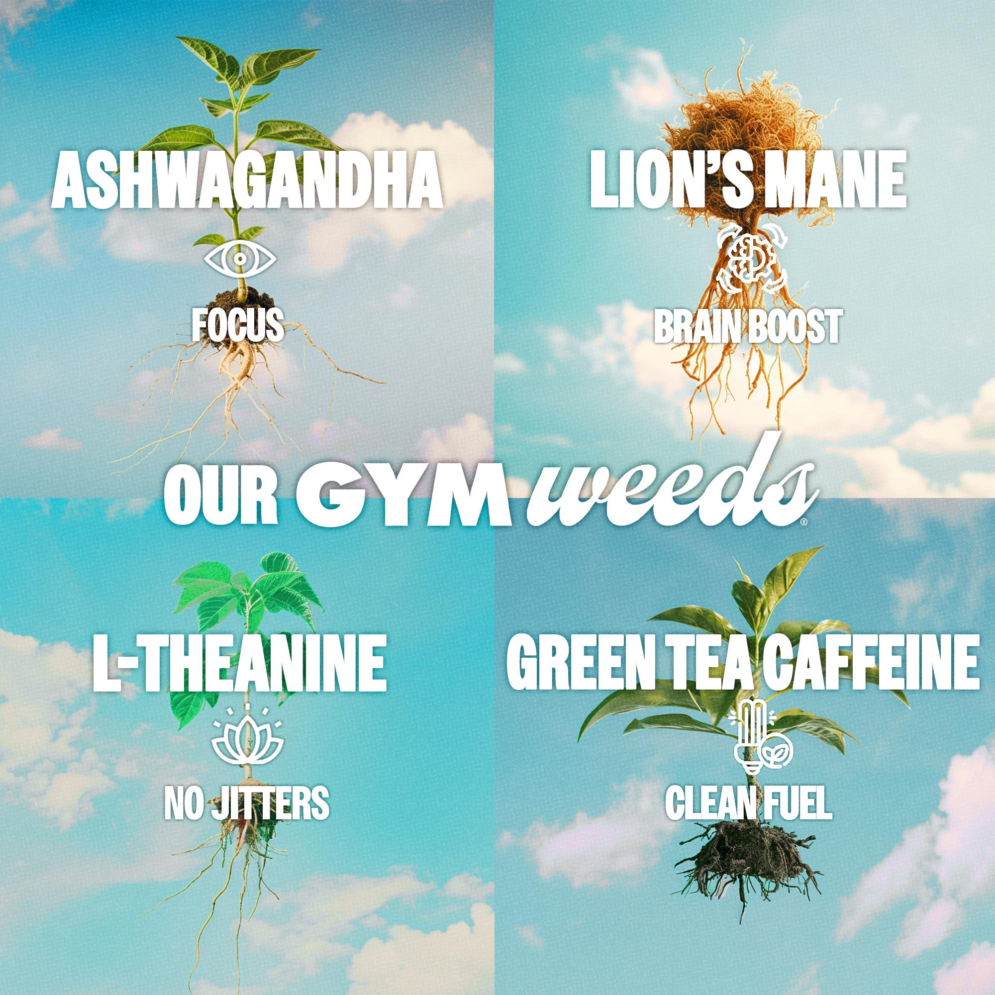 GYM WEED athlete setup ready-to-use before training sessions