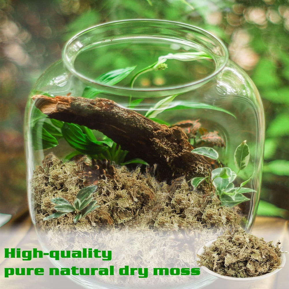 Halatool moss soaking setup reveals easy hydration and ready-to-use packaging.