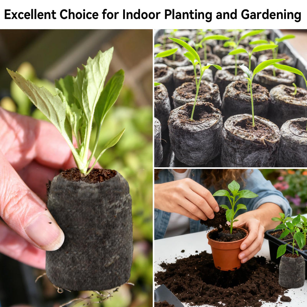 Healthy seedling growth with Halatool peat pellets.