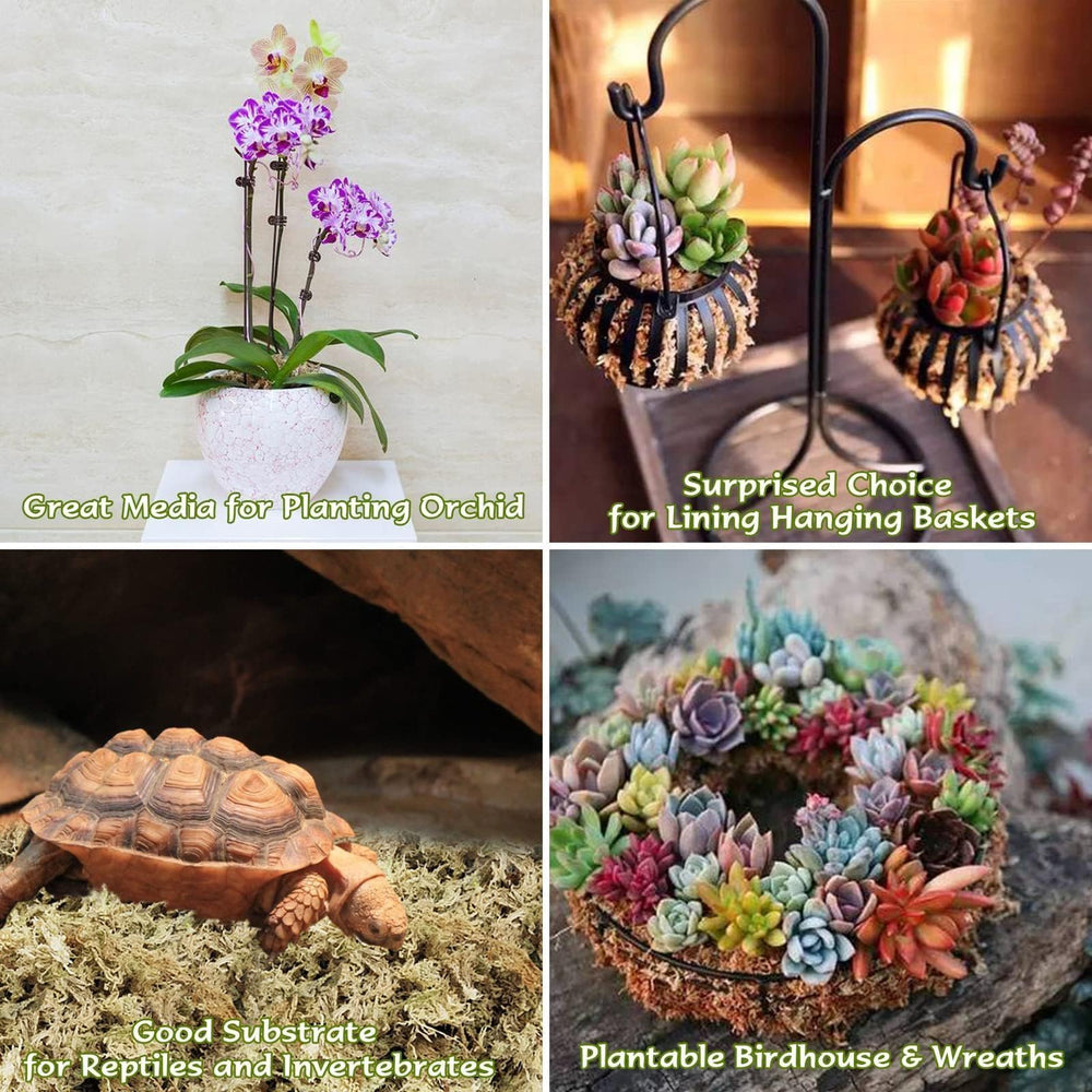 Halatool terrarium substrate moss creates natural humidity for reptiles and invertebrates.