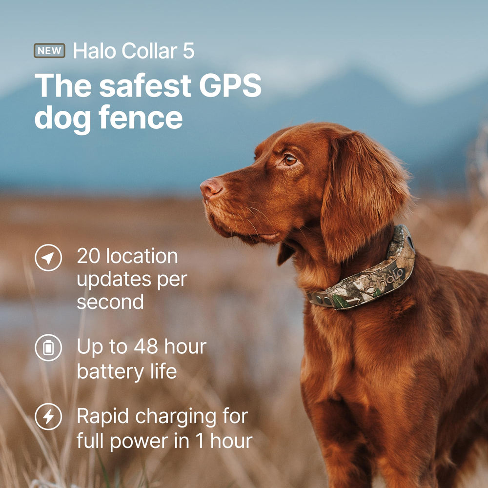 Halo Collar 5 boundary creation lets you tailor virtual fences from your phone.