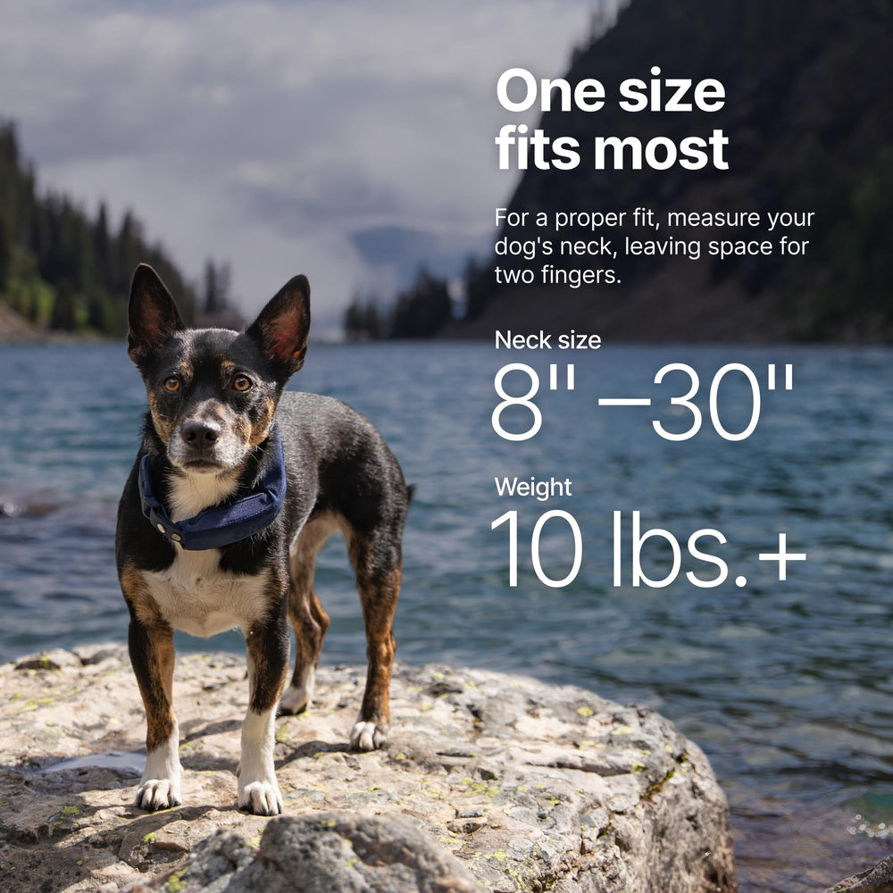 Halo Collar 5 IP67 waterproof collar for active dogs in rain and swim.