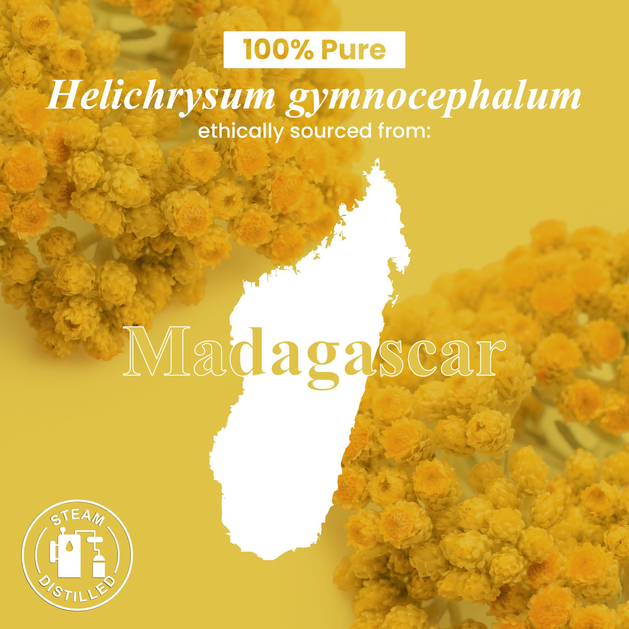 Handcraft Blends Helichrysum oil for massage and skincare routines.