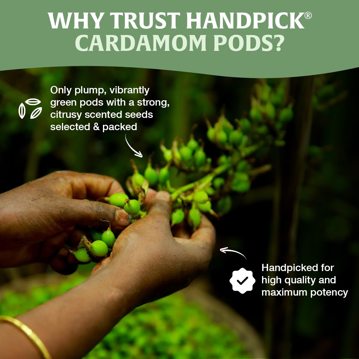 HANDPICK green cardamom pods culinary uses perfect in tea and curries
